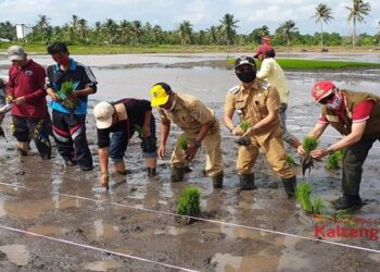 Bupati Seruyan Ikuti Tanam Padi Perdana Di Desa Persil Raya