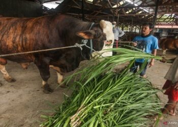 Presiden Jokowi Kurban Sapi Limousin di Kalimantan Tengah, Berapa Harganya Ya?