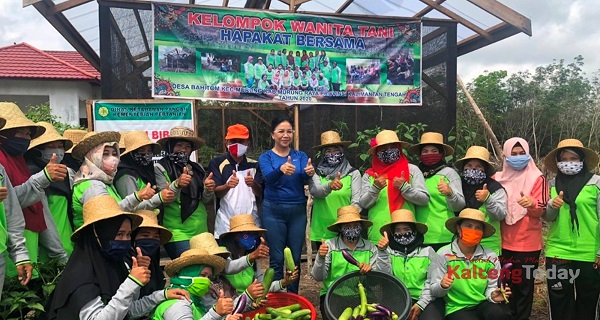 TP PKK Bersama DKP Mura Panen Raya Kebun Sayur P2L di Desa Bahitom