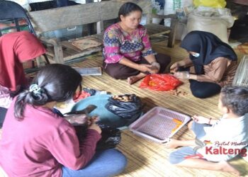 Tingkatkan Imun Tubuh, Mahasiswa UMM Buat Jamu Tradisional