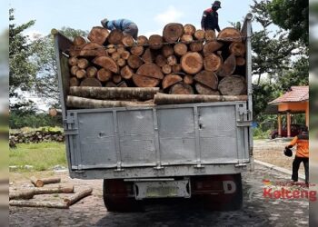 788 Batang Kayu Meranti Hasil Pembalakan Liar Disita Gakkum LHK