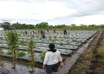 Mahasiswa KKN-T UPR Audiensi Dengan Perangkat Kelurahan