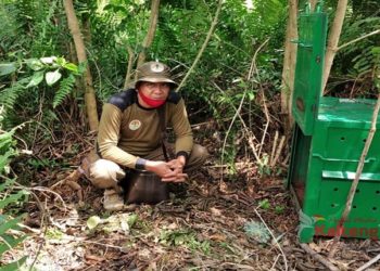 Kemunculan Beruang Madu Hebohkan Warga Desa Eka Bahurui