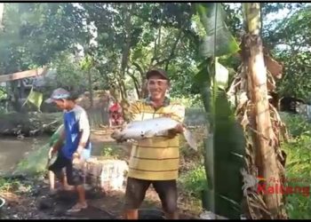 Kelurahan Panamas Potensial Untuk Pengembangan Budidaya Ikan Air Tawar