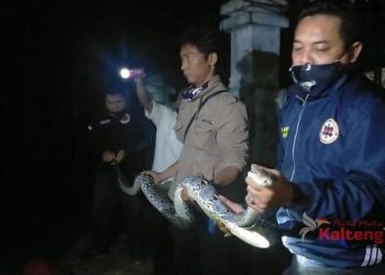 Ular Piton Seberat 30 Kg Di Gedung Milik UPR Berhasil Dievakuasi