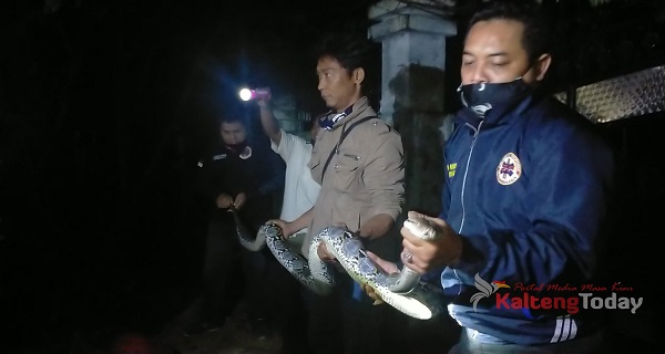 Ular Piton Seberat 30 Kg Di Gedung Milik UPR Berhasil Dievakuasi