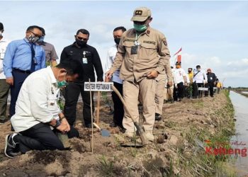 Mentan Lihat Hasil Olah Lahan Gunakan Alsintan Modern di Pulang Pisau