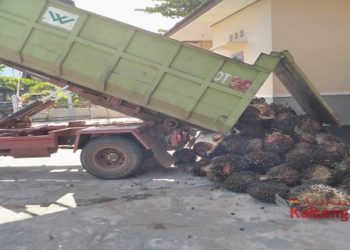 Polsek Kota Besi Amankan Pelaku Curat di Kebun Sawit.