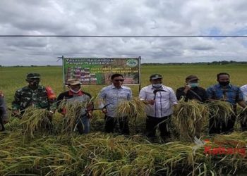Kotim Panen Padi Disaat Pandemi Covid-19
