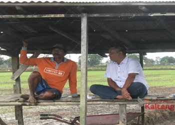 Program Food Estate Menuju Pola Pertanian Modern