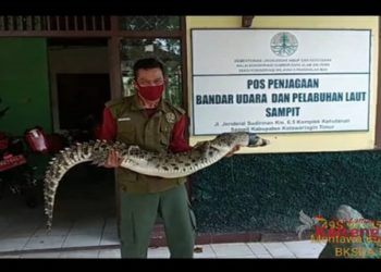 Hendak Jaring Ikan Malah Dapat Buaya Muara