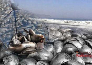 Viral! Video Ribuan Ikan Terdampar Di Pantai Ujung Pandaran Kotim