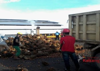 Serap 302 Ribu Pekerja, Perkebunan Sawit Kalteng Tak Lakukan PHK Saat Covid-19
