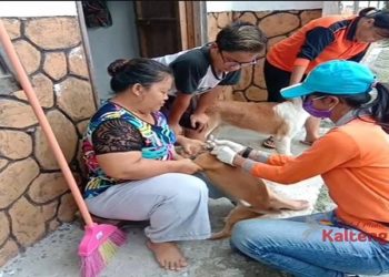 Target Vaksinasi Rabies di Kabupaten Kapuas Capai 100 Persen