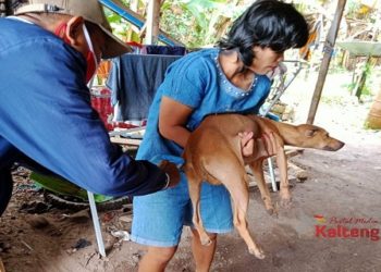 Dinas Peternakan Pulang Pisau Lakukan Penyuntikan Vaksin Rabies