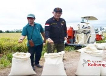 Sekda Kalteng Wakili Gubernur Panen Raya Padi di Desa Gadabung