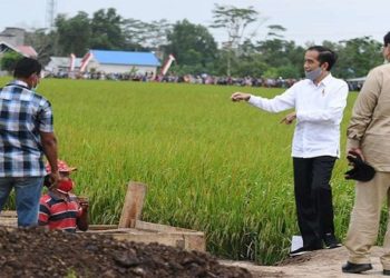 Jokowi di Pulang Pisau : "Diperlukan Percepatan Penanganan Program Food Estate Kalteng"