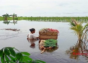 Akibat Banjir Petani Wilayah Selatan Kotim Gagal Panen