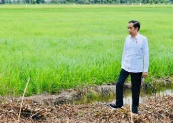 Hari Ini Presiden Joko Widodo Ke Pulang Pisau, Berikut Agendanya