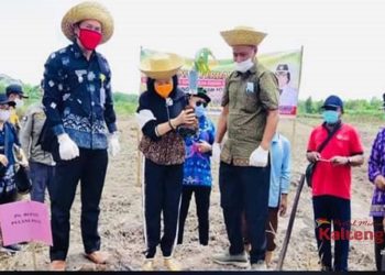 Dirjen Pertanian Hortikultura Tetapkan 220 Ha Lahan Buah - Buahan di Pulang Pisau