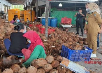 Pemkab Seruyan Wacanakan Produksi Minyak Kelapa Lokal