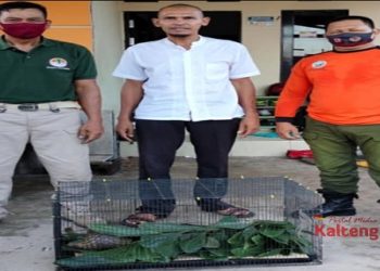 ASN Disbudpar Serahkan Trenggiling Ke BKSDA Pos Sampit