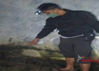 Alarm Berbunyi, Ternyata Ada Maling Di Dalam Sarang Burung Walet