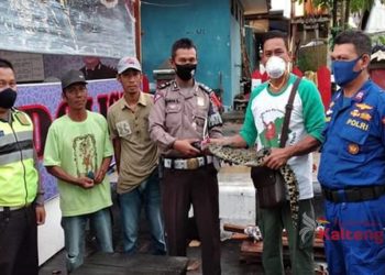 BKSDA Pos Sampit Selamatkan 47 Ekor Satwa