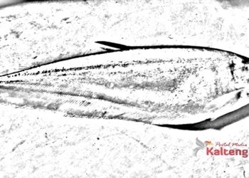 Ikan Belida Dilarang Diperjual Belikan, Ini Alasannya