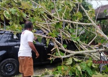 Angin Kencang Landa Pulang Pisau, Satu Mobil Tertimpa Pohon