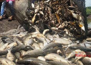 Kecamatan Kahayan Tengah Miliki Potensi Ikan Air Tawar