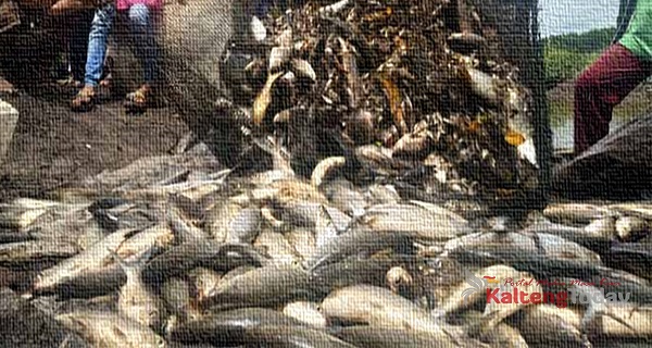 Kecamatan Kahayan Tengah Miliki Potensi Ikan Air Tawar