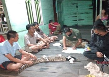 Berniat Mancing Ikan di Sungai, Warga Kotim Ini Malah Dapat Buaya