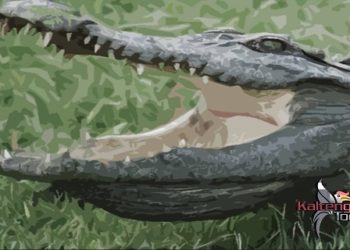Buaya Mengganas di Sungai Seruyan, Aparat Pasang Papan Peringatan