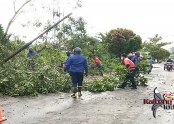 Angin Kencang, Warga Sampit Diminta Mewaspadai Pohon Tumbang