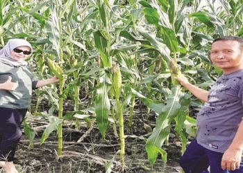 Pemko Palangka Raya Diminta Bantu Pemasaran Hasil Pertanian Lokal