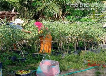 Desa Sumber Makmur Sukses Kembangkan Pertanian Sayur Mayur