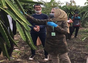 Wabup Seruyan Kunjungi Lokasi Kebun Buah Naga Di Kotim