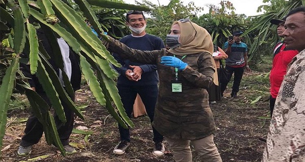 Wabup Seruyan Kunjungi Lokasi Kebun Buah Naga Di Kotim