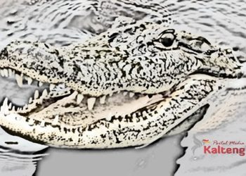 Buaya Sering Muncul di Sungai, Diduga Akibat Kerusakan Ekosistem