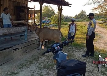 Bhabinkamtibmas Polsek Murung Ini Rutin Bantu Peternak di Desa Binaannya