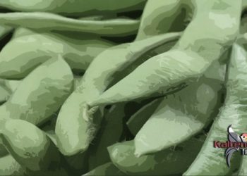 Harga Kedelai Naik, Produsen Tahu Tempe di Pulang Pisau Mengeluh