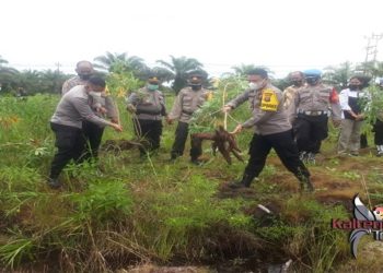 Polres Barsel Bagikan 100 Kilogram Singkong Hasil Panen