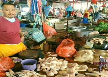 Cukupi Kebutuhan, Pasokan Ayam Didatangkan Dari Banjarmasin