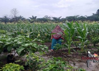 Warga Desa Rungau Raya Kunjungi Kebun Tanaman Sayur KWT Kecamatan Telawang