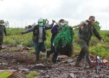 Orangutan Seberat 80 Kg Masuk Kebun Nenas Warga di Palangka Raya