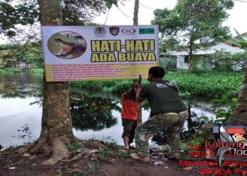 Buaya Muara di Kotim Semakin Ganas, 23 Papan Peringatan Dipasang