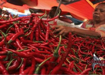 Harga Cabai Rawit di Mura Rp. 90 Ribu, Pelaku Usaha Kuliner Mengeluh