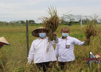 Panen Padi Perdana Di Lokasi Demfarm Ketahanan Pangan Kalteng