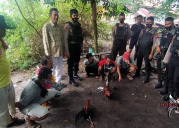 Arena Sabung Ayam Digerebek Polisi, Pemain Kocar-Kacir Lari Ke semak